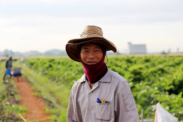istock Agriculture: Okra Farm in Selangor, Malaysia 1190013486