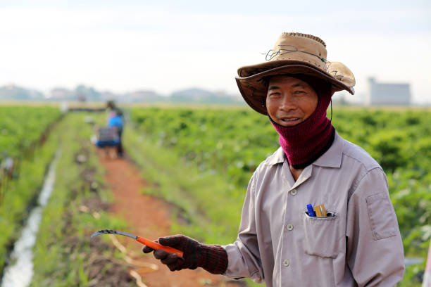 Portrait of senior Malaysian ethnicity male adult at his okra farm proudly.