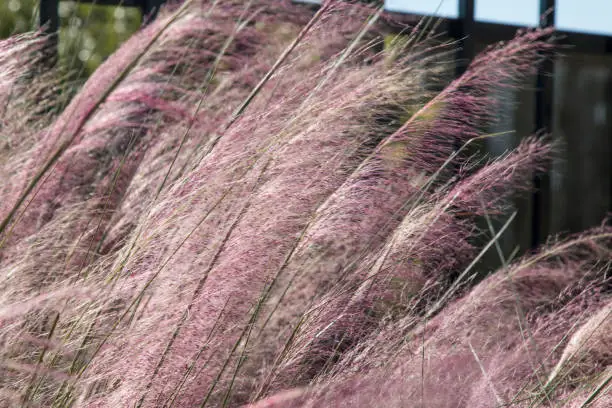 Muhly Grass blowing in the wind.