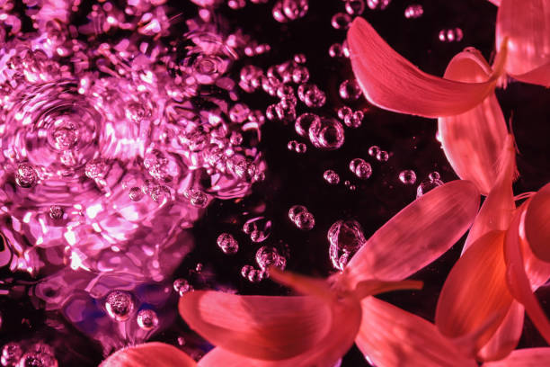 istock gerbera petals floating in the water 1190015245