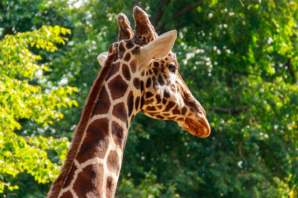 ritratto ravvicinato di una giraffa sullo sfondo verde del fogliame - giraffe south africa zoo animal foto e immagini stock