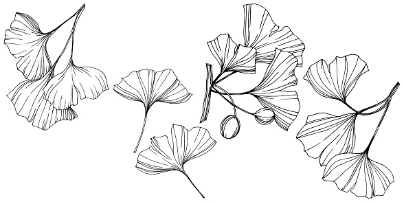 Vector Isolated ginkgo illustration element. Leaf plant botanical garden floral foliage. Black and white engraved ink art on white background.
