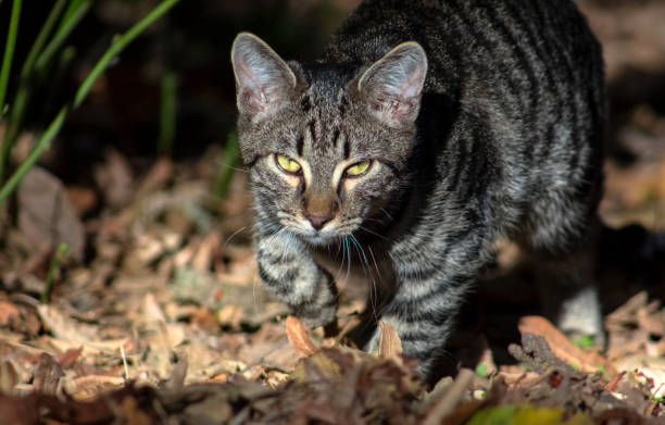 istock Portrait of a cat with a tiger pattern. 1190016334