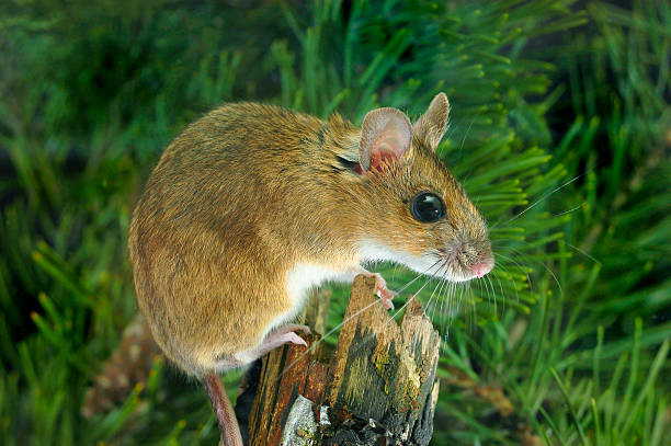istock Yellow-necked wood mouse (Apodemus flavicollis) 119001660