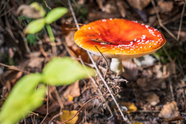 istock Closeup of a red mushroom 1190017256