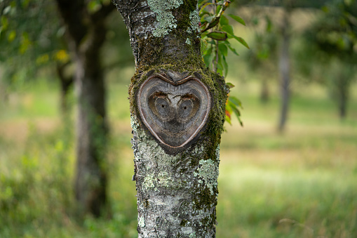 Beautiful natural heart in old tree bark with moss and leaves in green nature