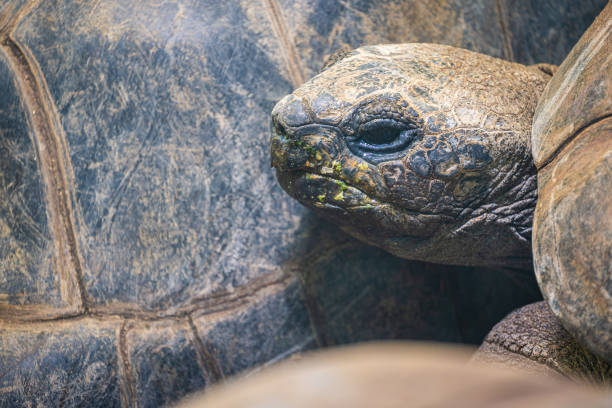 istock Close up of a turtle 1190018270