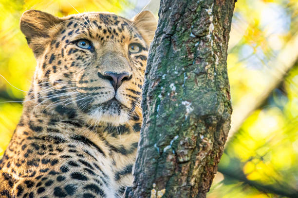 istock Close up of a leopard 1190018872