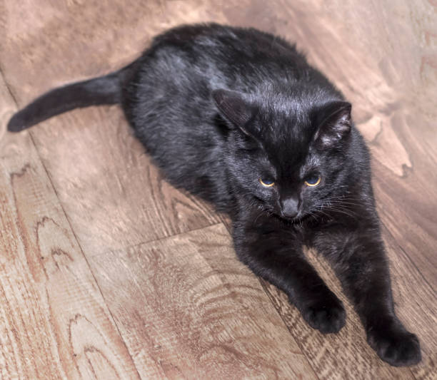 istock a handsome black a, lying on gender, closely looks far the 1190021293