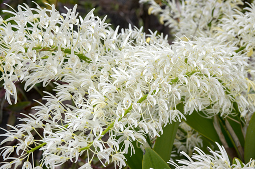 Dendrobium speciosum group of small white flowers in bloom, orchid flowers