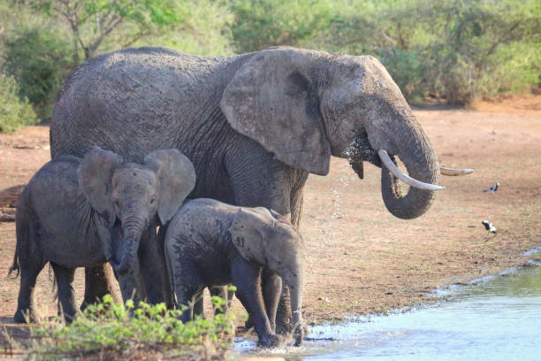 istock Elephant family drinking at a waterhole 1190022034