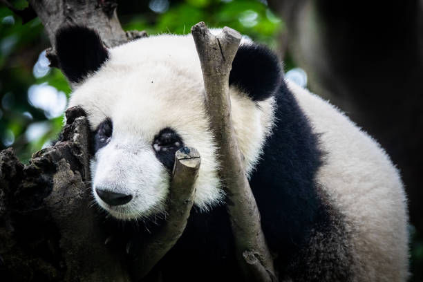 ours géant de panda dormant - panda outdoors horizontal chengdu photos et images de collection