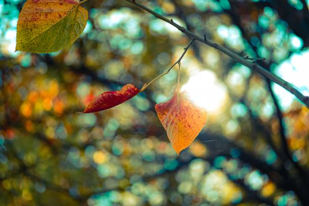 istock Leaves in autumn forest 1190023492