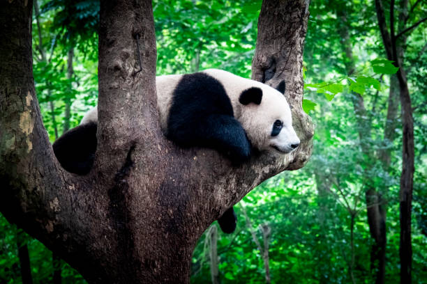orso panda gigante che dorme - panda outdoors horizontal chengdu foto e immagini stock