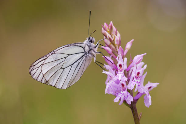 분홍색 난초(dactylorhiza fuchsii)에 포즈를 취한 검은 정맥 흰 나�비(아포리아 크라타에기)를 가까이에서 볼 수 있습니다. 흐린 배경. - black veined white butterfly 뉴스 사진 이미지