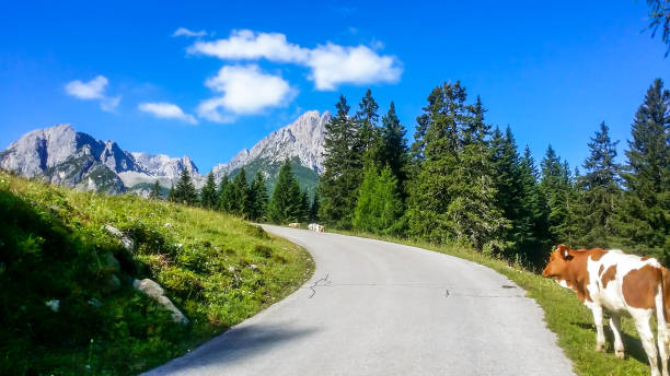 lienz dolomites - vaca alpina que anda ao longo da rua - mountain austria street footpath - fotografias e filmes do acervo