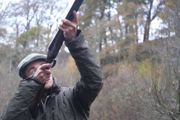 Young man aiming his shotgun into the sky, preparing to fire A young, bearded man in a green waterproof jacket, wearing a tweed cap, aiming his shotgun into the sky, about to fire it, during a pheasant shoot in Midlothian in Scotland. His right eye is aligning the target, as he holds the loaded gun up to his head, using both hands, to keep the steel gun barrels steady. His right index finger is on the trigger in preparation for taking a shot. A bank of trees is in the background. midlothian scotland stock pictures, royalty-free photos & images