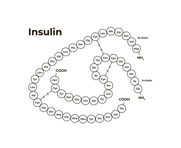 ilustraciones, imágenes clip art, dibujos animados e iconos de stock de plantilla de banner minimalista de hormonas vectoriales. estructura de insulina aislada sobre fondo blanco. asociado con la diabetes, páncreas. diseño para educación, presentación, póster. - molecule glucose chemistry biochemistry