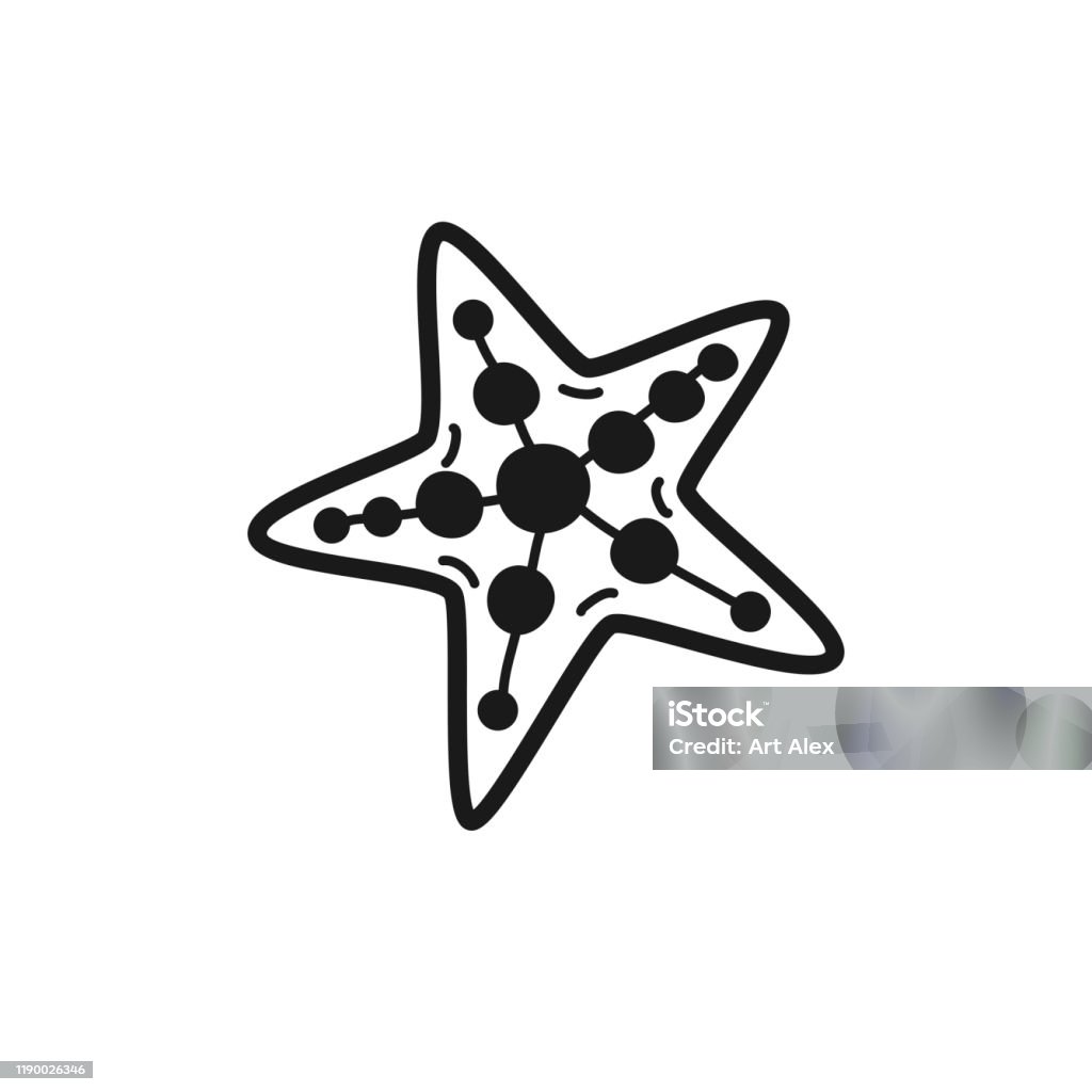 Star Shell Drawing Hand Drawn Star Shell Isolated On A White Vector Illustration Stock ...