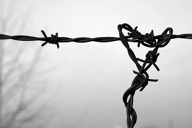 Barbed wire in black and white. Symbol of danger.