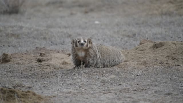 An American Badger in a Prairie Dog Colony