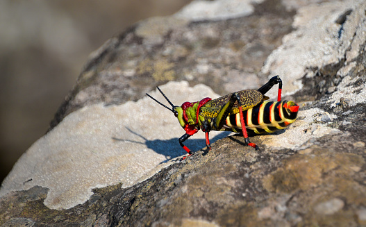 Giant colourful koppie foam grasshopper (Dictyophorus spumans), rooibaadjie  or milkweed locust with striped body, dotted wings, green head and long red legs, insect in South Africa