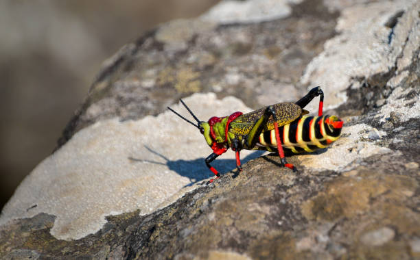 Big grasshopper or locust insect, South Africa Giant colourful koppie foam grasshopper (Dictyophorus spumans), rooibaadjie or milkweed locust with striped body, dotted wings, green head and long red legs, insect in South Africa poisonous grasshopper pictures stock pictures, royalty-free photos & images