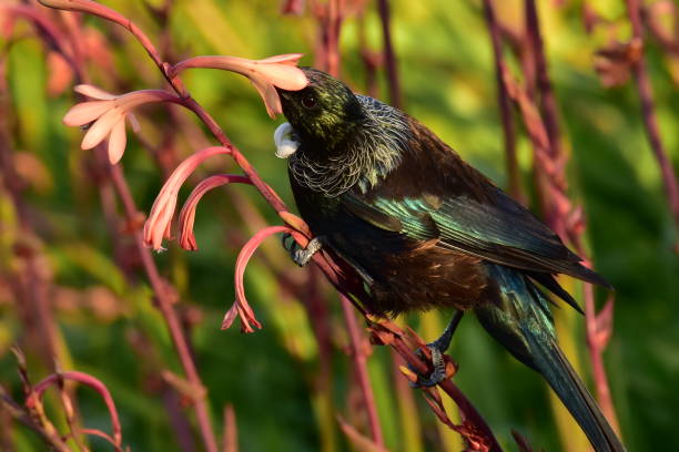 istock bird Tui drinking from the blossom 1190027877