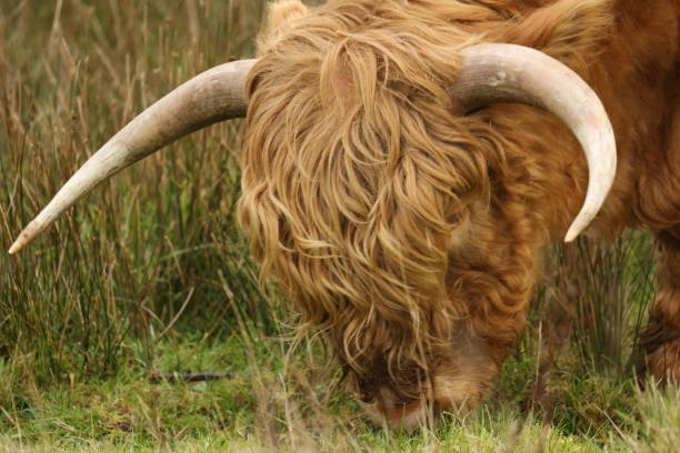 Head of a Scottish highlander. Staatsbossen te Sint Anthonis, Noord Brabant, Land van Cuijk, The Netherlands.