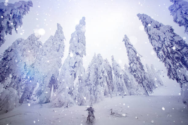 istock Christmas background with snowy fir trees. 1190029226