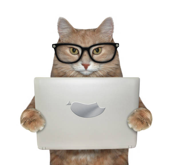 istock Cat in black glasses holding laptop 1190029577