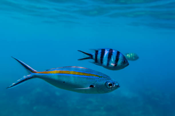istock Three different tropical fishes swim in a row through deep blue sea 1190029878