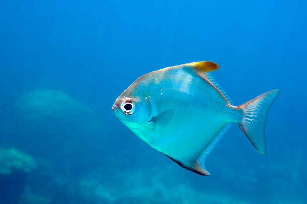 istock Lonely fish swimming through deep blue sea 1190029899