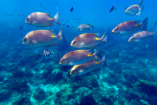 School of bright orange-spotted spinefoot fishes (Siganus guttatus, Rabbitfish) swim through deep blue sea near coral reef near Redang island, Malaysia