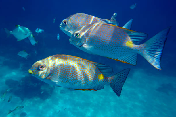 Three orange-spotted spinefoot fishes (Siganus guttatus, Rabbitfish) swim through deep blue sea near coral reef near Redang island, Malaysia