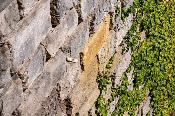 istock brick old wall overgrown with green wood 1190030643