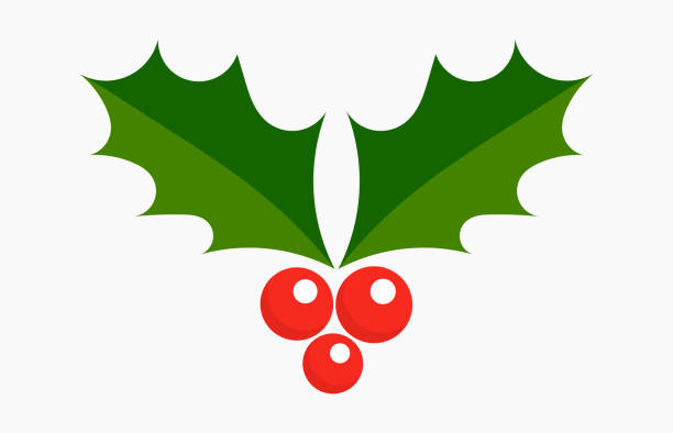 ilustraciones, imágenes clip art, dibujos animados e iconos de stock de icono de bayas de acebo de la planta de navidad. - mistletoe