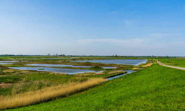 istock schakerloopolder in tholen, Beautiful nature reserve in zeeland, The netherlands 1190032585