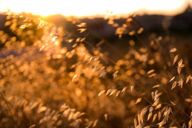 istock Beautiful Meadow with Dry golden grass. 1190033410