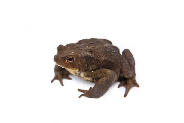 Closeup of common toad - bufo bufo - on white background