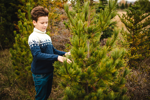 Little boy with brown hair in blue sweater playing with pine needles