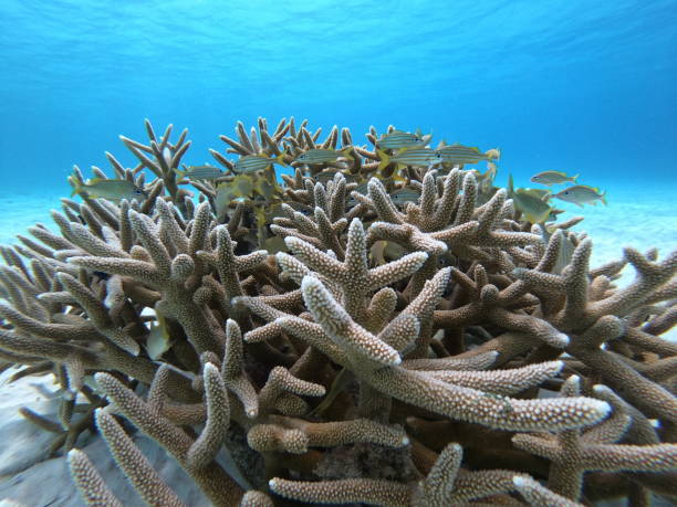 istock Bonaire underwear reef and sea life 1190042191