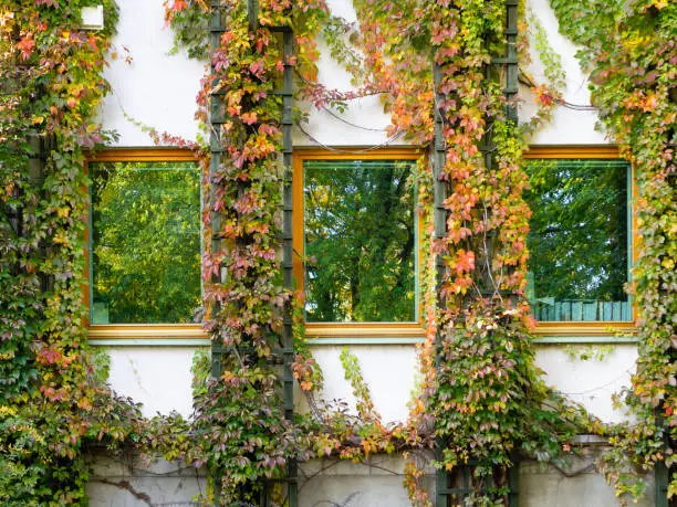 Autumn, colorful, green, yellow and red leaves of ivy climbing up the wall around the windows.