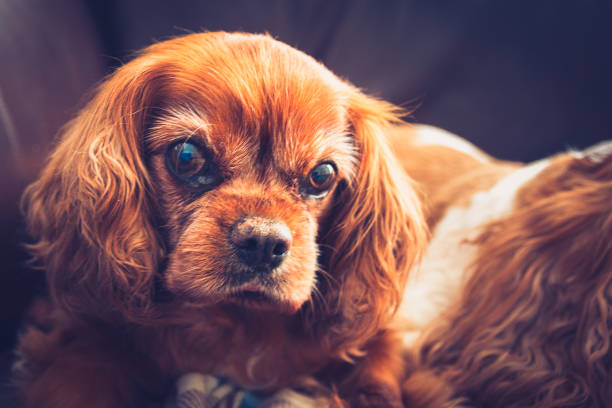 istock Cavalier King Charles spaniel dog portrait 1190043137