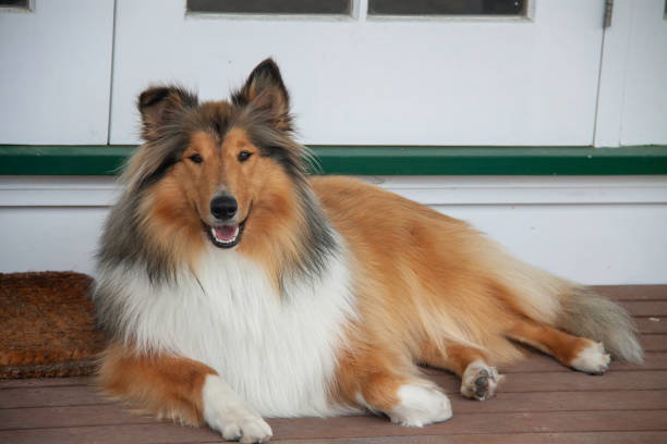 Our beautiful young pedigree rough coated black and sable collie posing on the deck our loved pet sitting outside on the deck alternative pose photos stock pictures, royalty-free photos & images