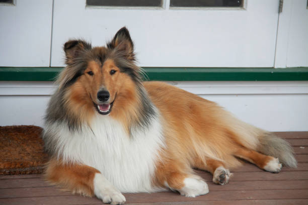 Our beautiful young pedigree rough coated black and sable collie posing on the deck our loved pet sitting outside on the deck collie stock pictures, royalty-free photos & images