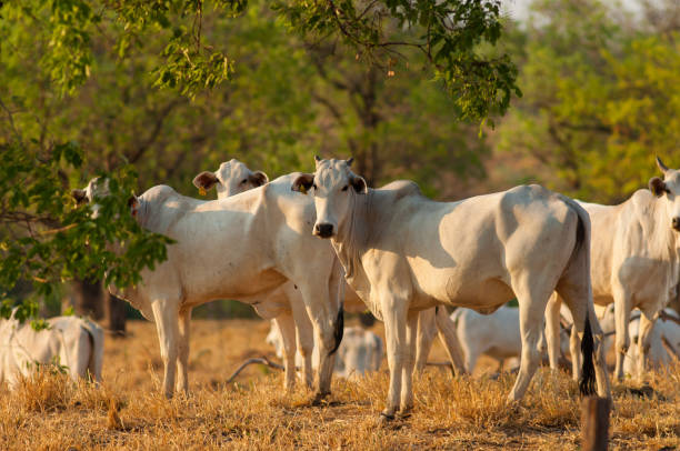 istock beautiful cattle looking at the camera 1190045755
