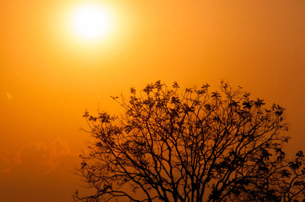 golden sunset in the cerrado