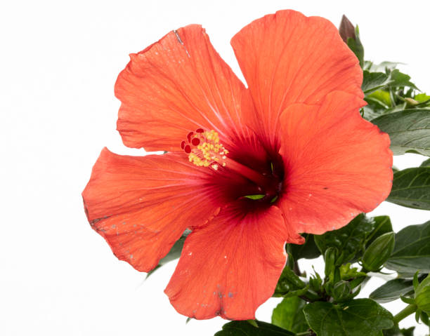istock hibiscus rosa sinensis isolated red flower 1190048154
