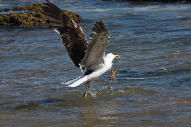 Kelp Gull Plucks A Crab From The Ocean (Larus dominicanus) Kelp seagull (Larus dominicanus) struggling with a sea crab it's trying to catch, Mossel Bay, South Africa kelp gull stock pictures, royalty-free photos & images
